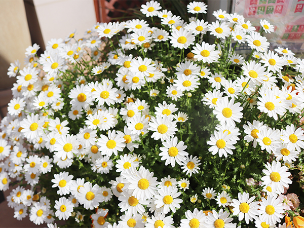 校舎前が華やかになりました♪